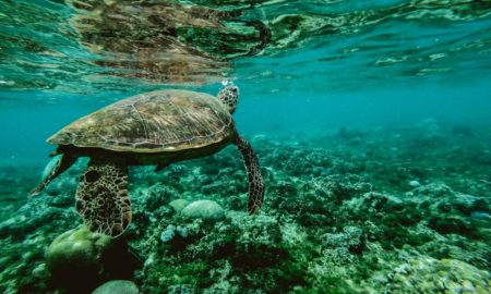 Ministério pretende combater lixo no mar - só não disse quais os prazos e metas. Foto: Belle Co/Pexels