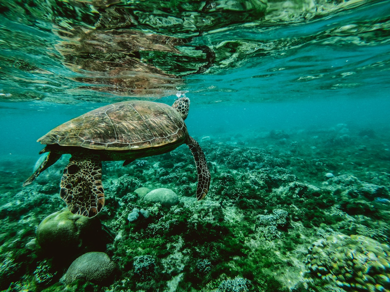 Ministério pretende combater lixo no mar - só não disse quais os prazos e metas. Foto: Belle Co/Pexels